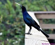 DSC_8041_001.JPG