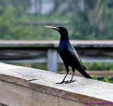 DSC_8046_001.JPG