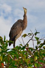 DSC_8067_001.JPG