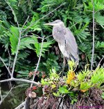 DSC_8071_001.JPG