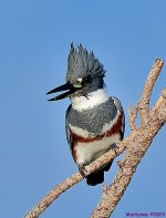 DSC_8094_001.JPG
