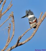 DSC_8095_001.JPG