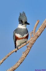 DSC_8102_001.JPG