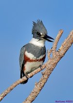 DSC_8105_001.JPG