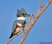 DSC_8110_001.JPG