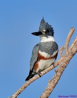 DSC_8116_001.JPG