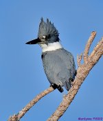 DSC_8127_001.JPG