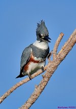 DSC_8129_001.JPG