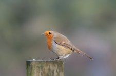 Robin-2.jpg