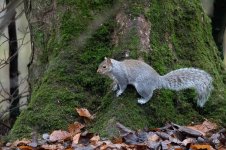 Squirrel1.jpg