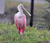DSC_8163_001.JPG