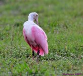 DSC_8168_001.JPG