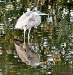 DSC_8181_001.JPG