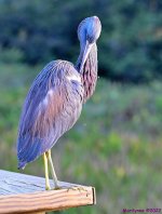 DSC_8199_001.JPG