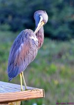 DSC_8202_001.JPG