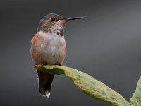 Hummer5.jpg