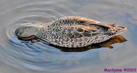 DSC_8214_001.JPG