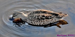 DSC_8215_001.JPG