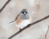 JuncoSnow-512.jpg