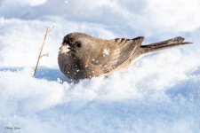 JuncoSnow-507.jpg