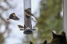 DSC_7906.JPG