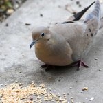 Dove.jpg