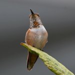 Hummer.jpg
