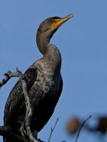 Cormorant3.jpg