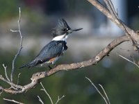 Kingfisher3.jpg