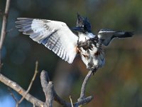 Kingfisher5.jpg
