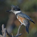 Kingfisher7.jpg