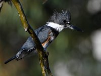 Kingfisher12.jpg