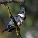 Kingfisher14.jpg