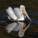 Pelican5.jpg