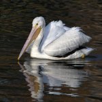 Pelican7.jpg