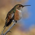 Hummer6.jpg