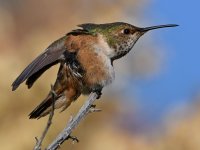 Hummer11.jpg