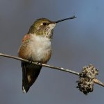 Hummer18.jpg