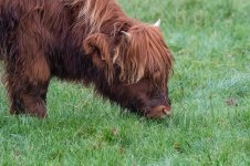 Cow1.jpg