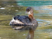 Grebe6.jpg