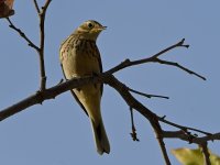 HermitThrush.jpg