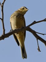 HermitThrush2.jpg