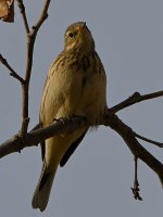 HermitThrush5.jpg