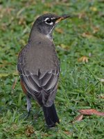 Robin.jpg