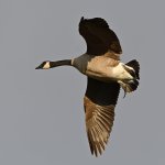 Goose2.jpg