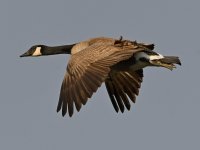 Goose4.jpg