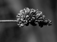 SeedHeadBW.jpg