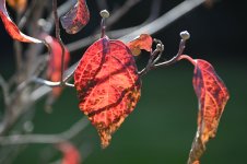 2022-11-19_13-51-34s.jpg