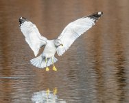 GullLanding-518.jpg