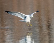 GullLanding-519.jpg